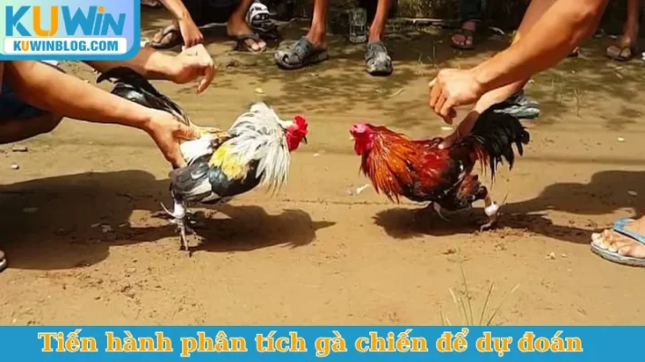 Tiến hành phân tích gà chiến để dự đoán